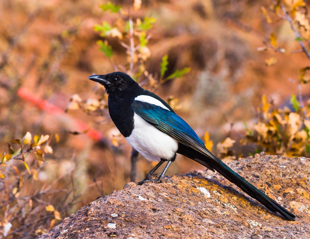 Black-billed Magpie - ML272051501