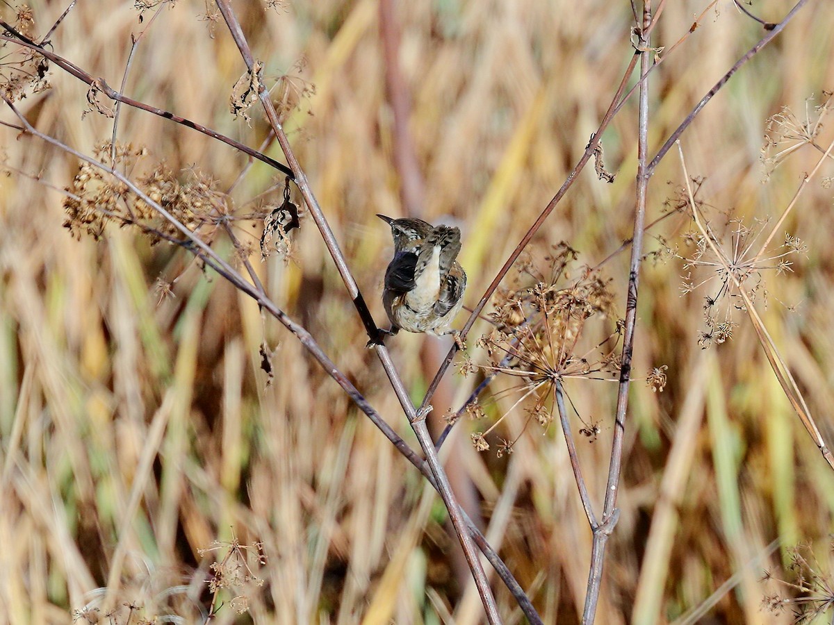 Marsh Wren - ML272054351