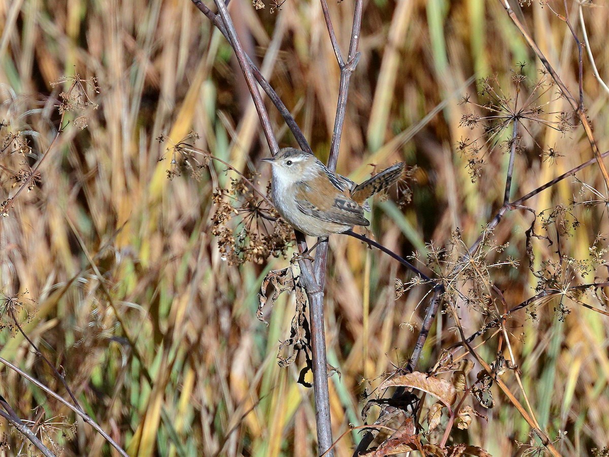 Marsh Wren - ML272054371