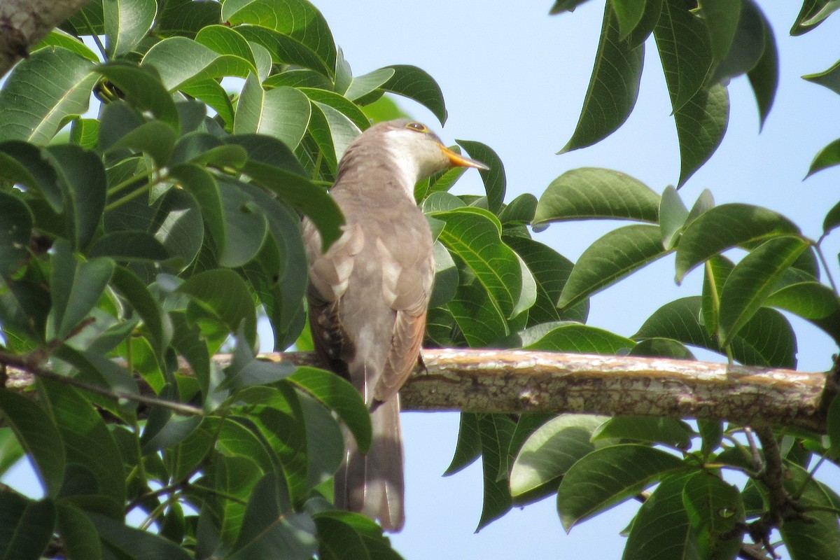 Yellow-billed Cuckoo - ML272054631