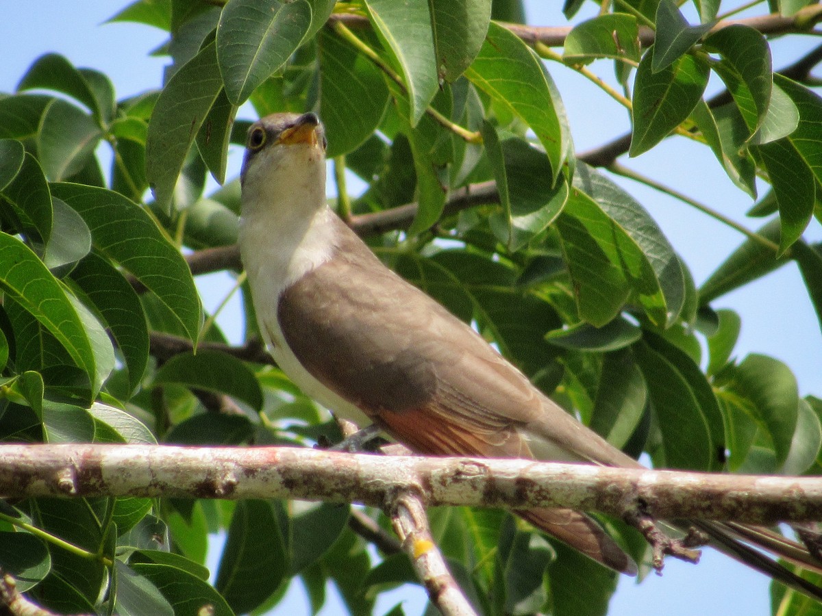 Yellow-billed Cuckoo - ML272054701