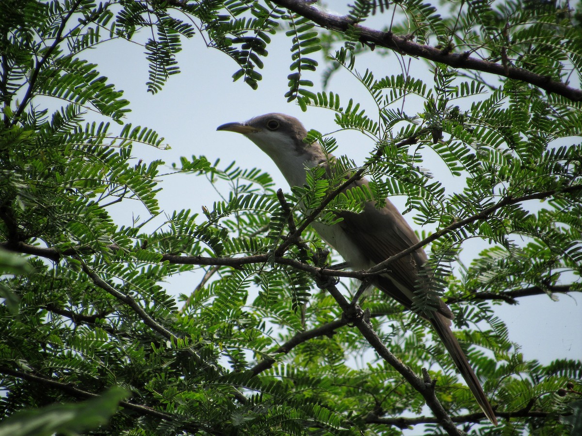 Yellow-billed Cuckoo - ML272054741