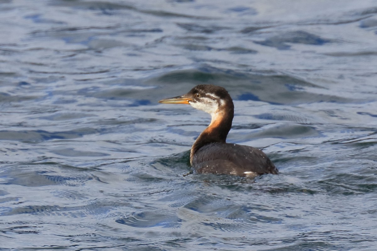 Red-necked Grebe - ML272056091