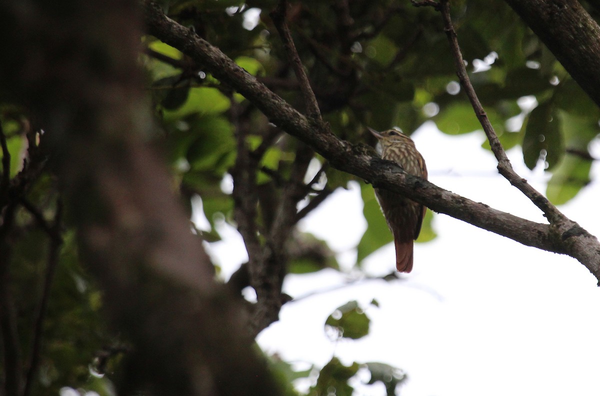 Streaked Xenops - ML27205901