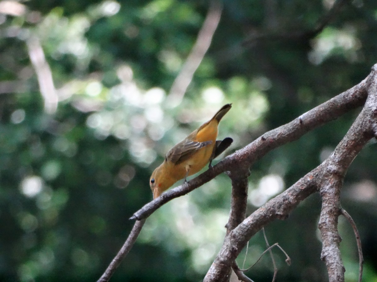 Summer Tanager - ML272059501