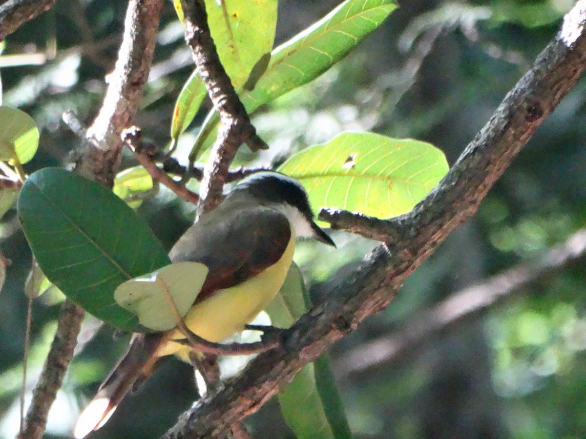 Great Kiskadee - ML272059521