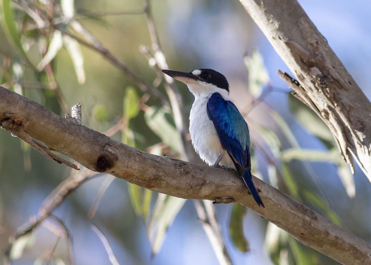 Forest Kingfisher - ML272059741