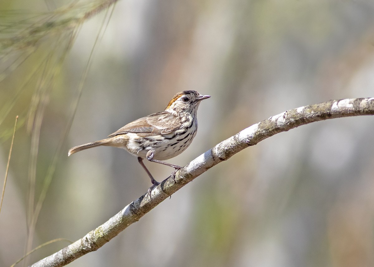 Speckled Warbler - ML272061631