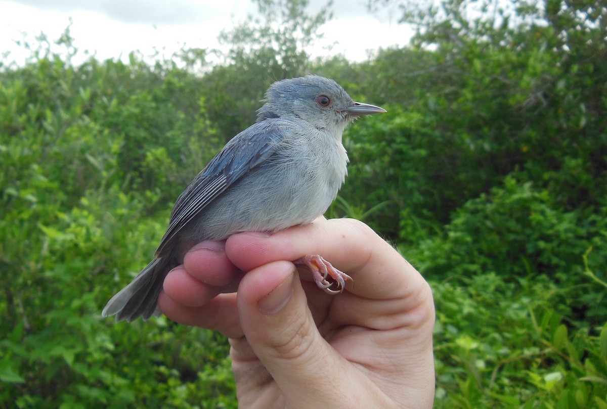 Bicolored Conebill - ML27206171