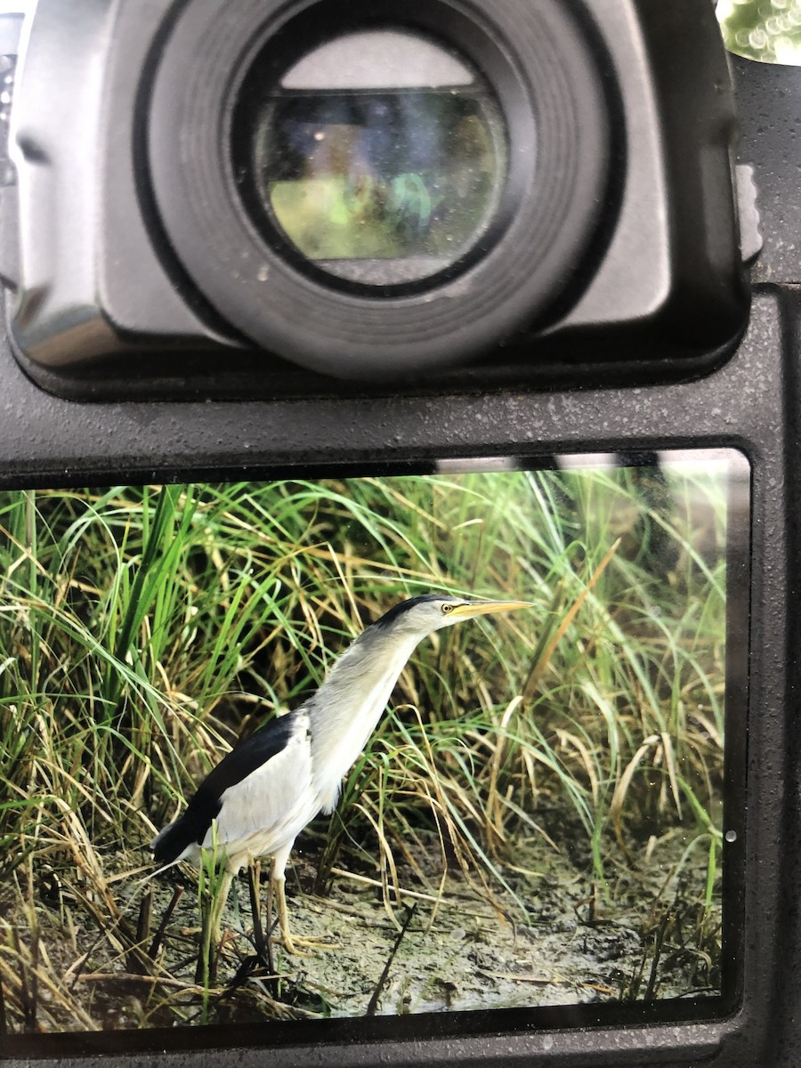 Little Bittern - ML272062871