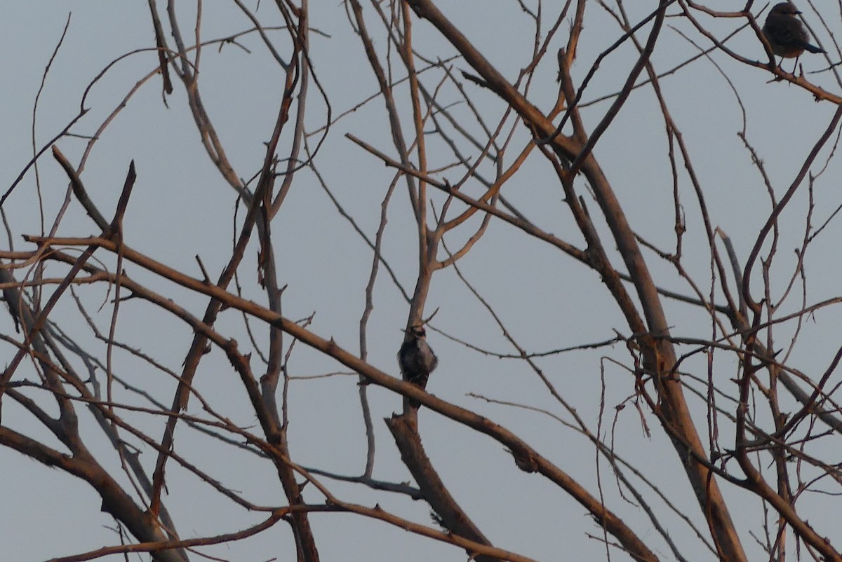 Downy Woodpecker - ML272066711