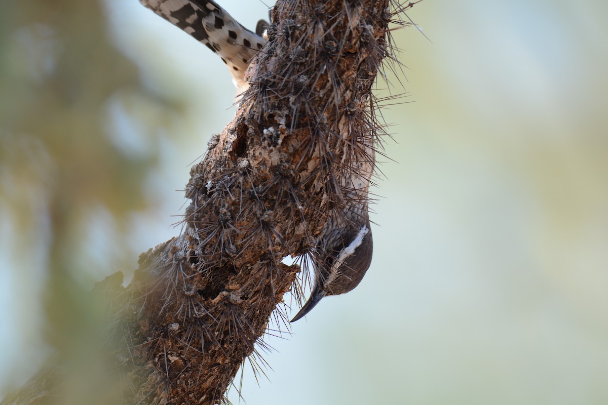 Troglodyte des cactus - ML272070141