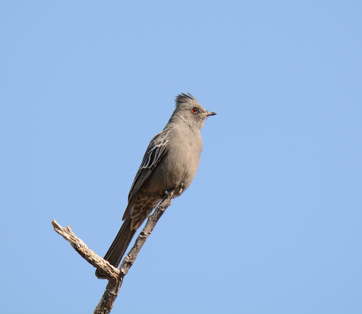 Phénopèple luisant - ML272070161