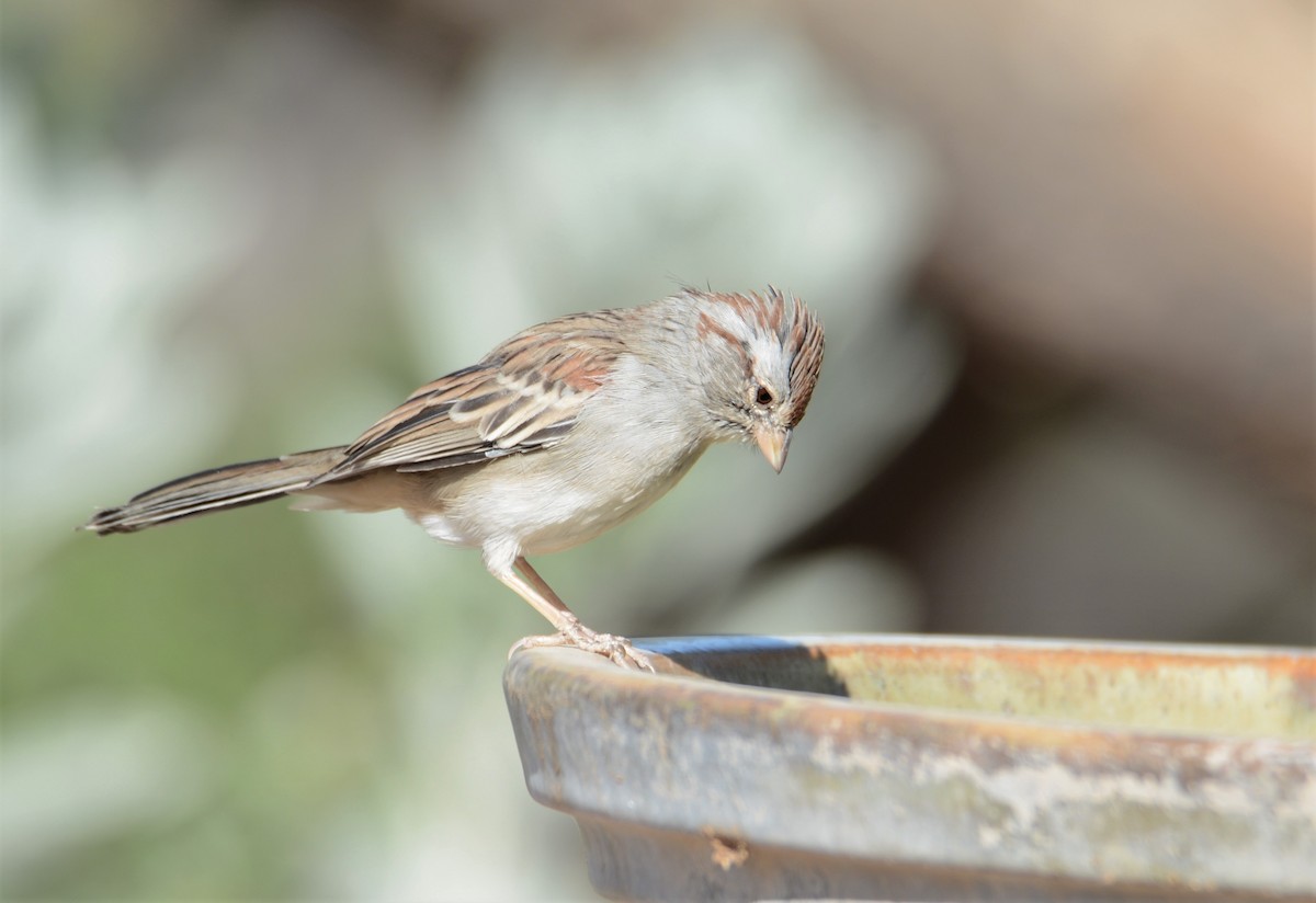 Rufous-winged Sparrow - ML272070211