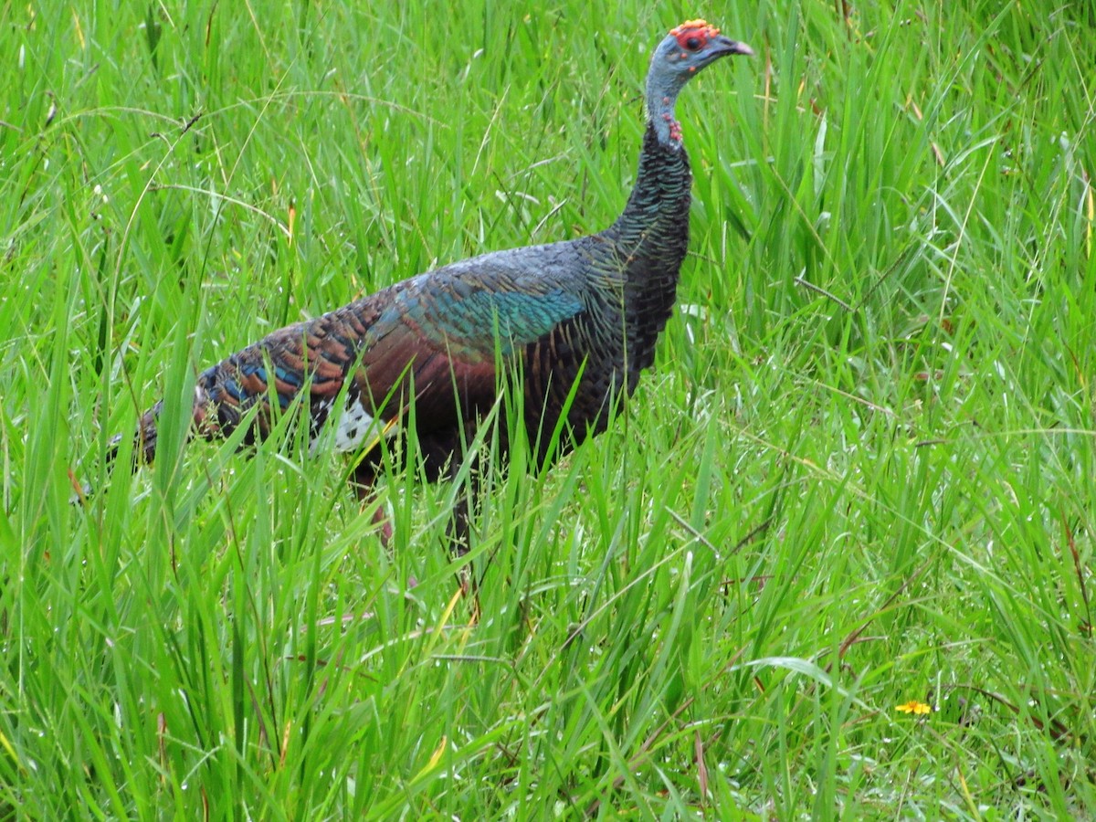 Ocellated Turkey - Samantha Ke Rodriguez