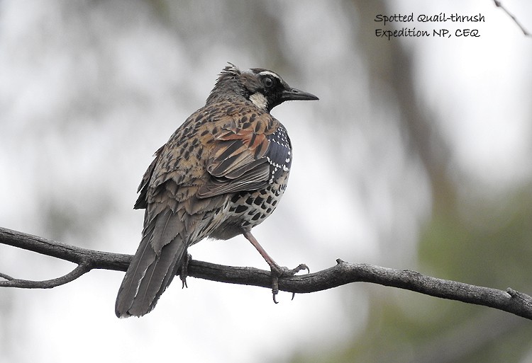 Spotted Quail-thrush - Marie Tarrant