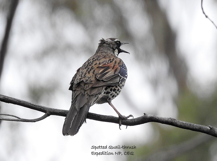 Spotted Quail-thrush - Marie Tarrant