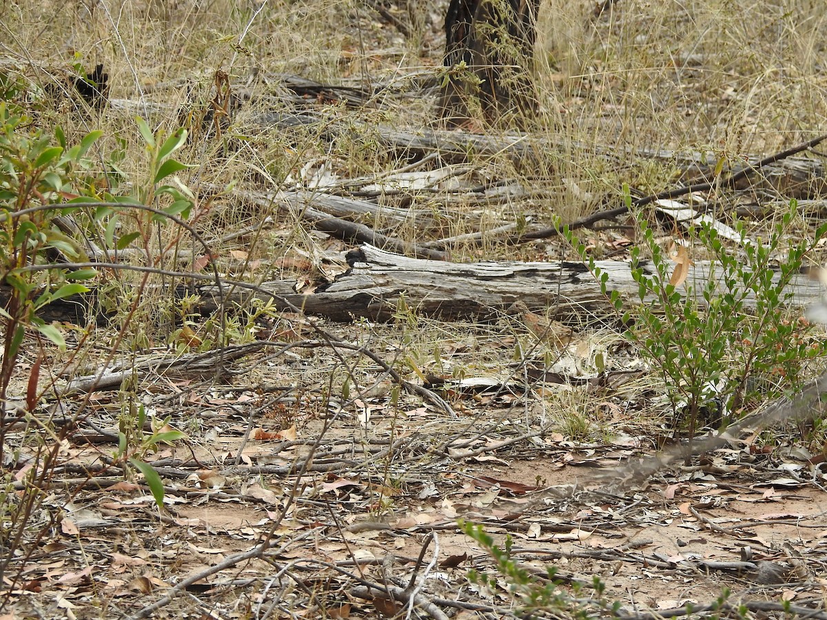 Painted Buttonquail - ML272072721