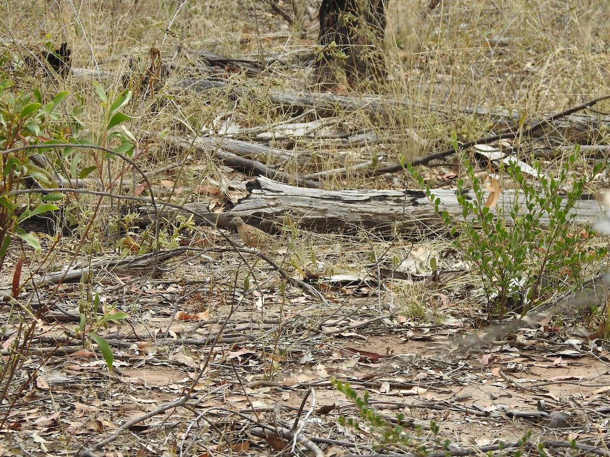 Painted Buttonquail - Marie Tarrant