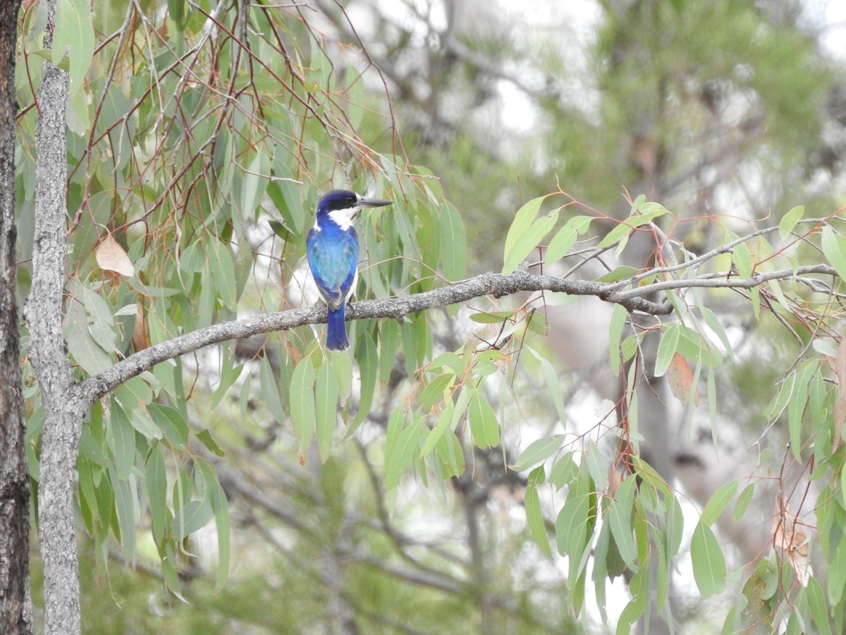 Forest Kingfisher - Marie Tarrant