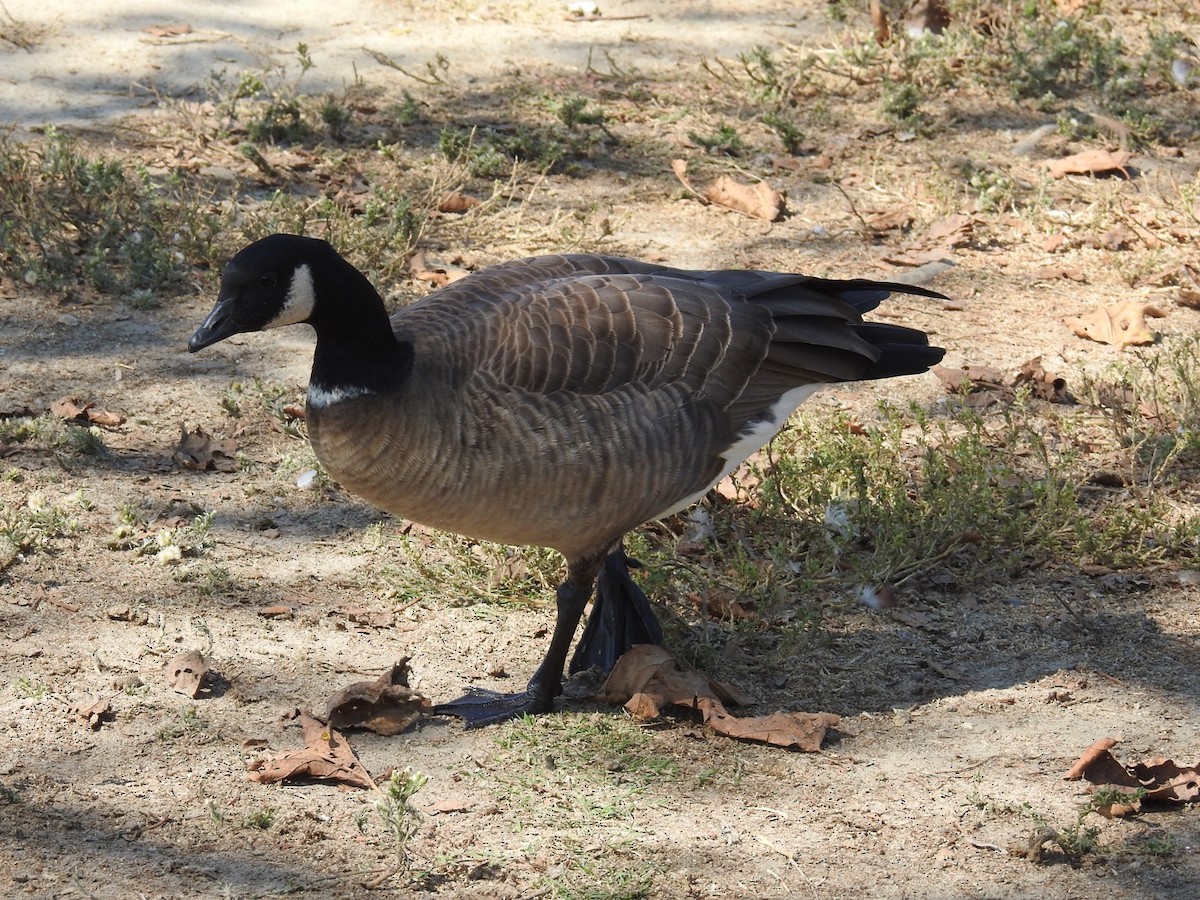 Cackling Goose - Ashley Hopkins