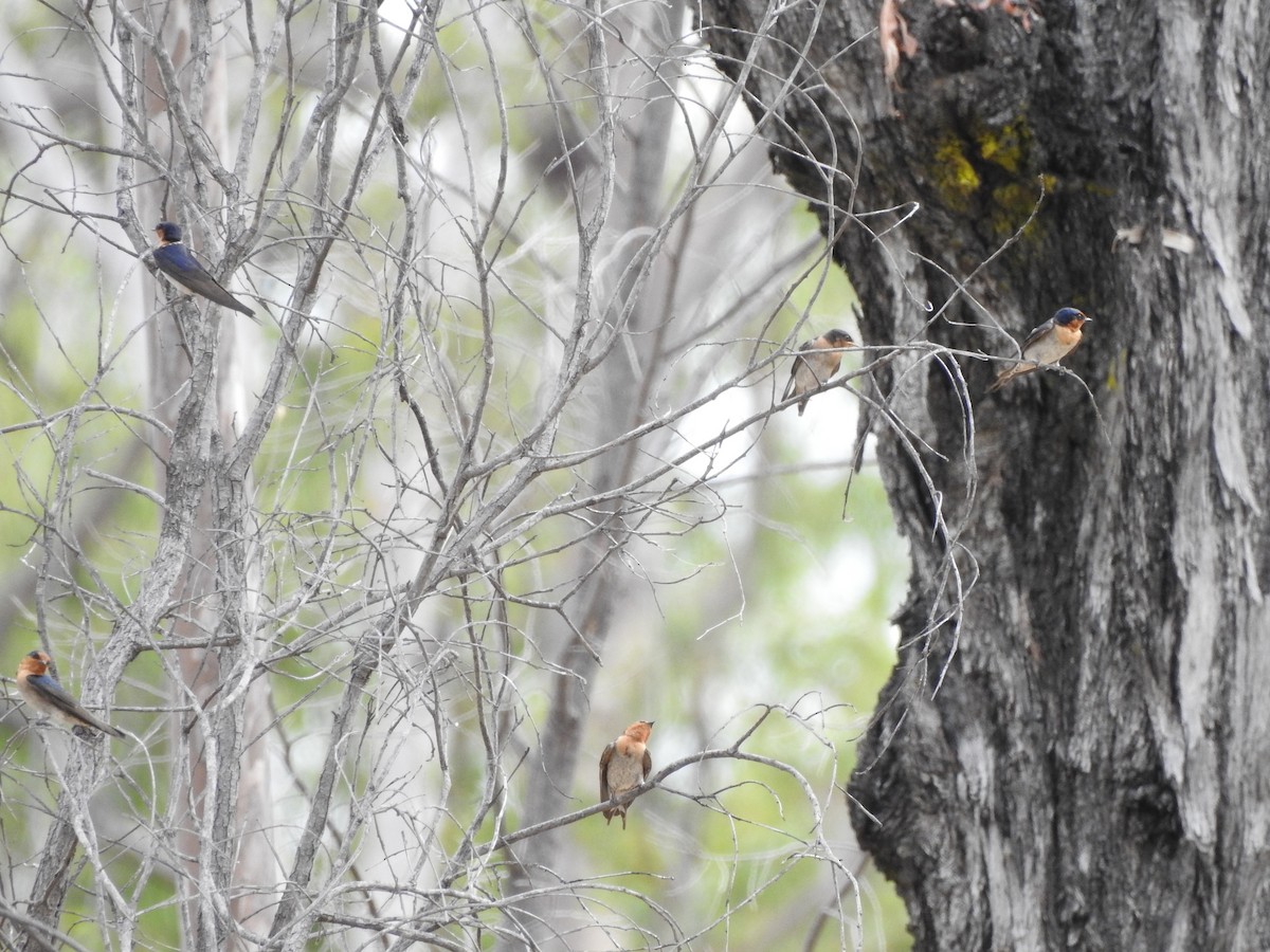 Golondrina Australiana - ML272072801