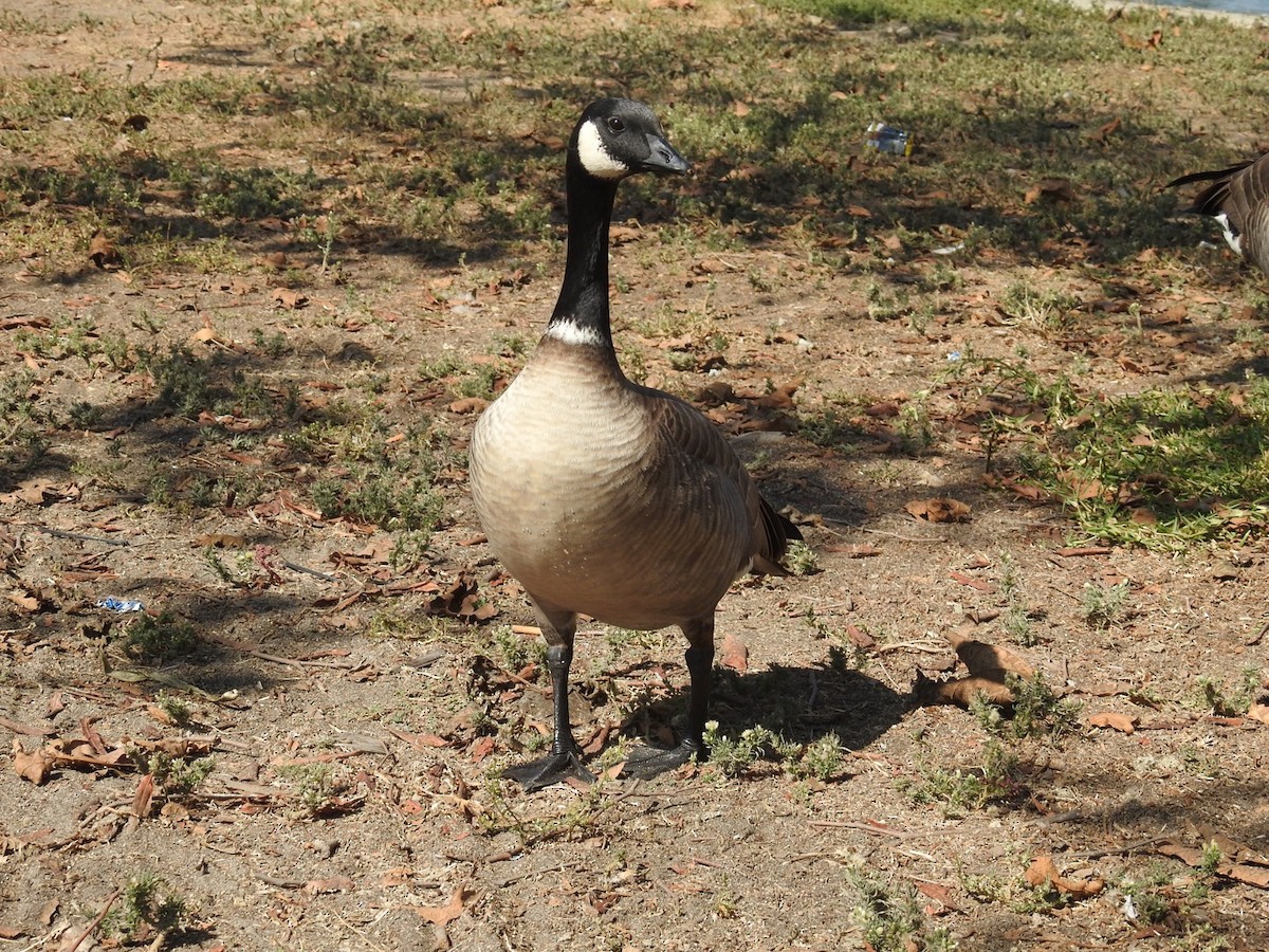 Cackling Goose - ML272072811