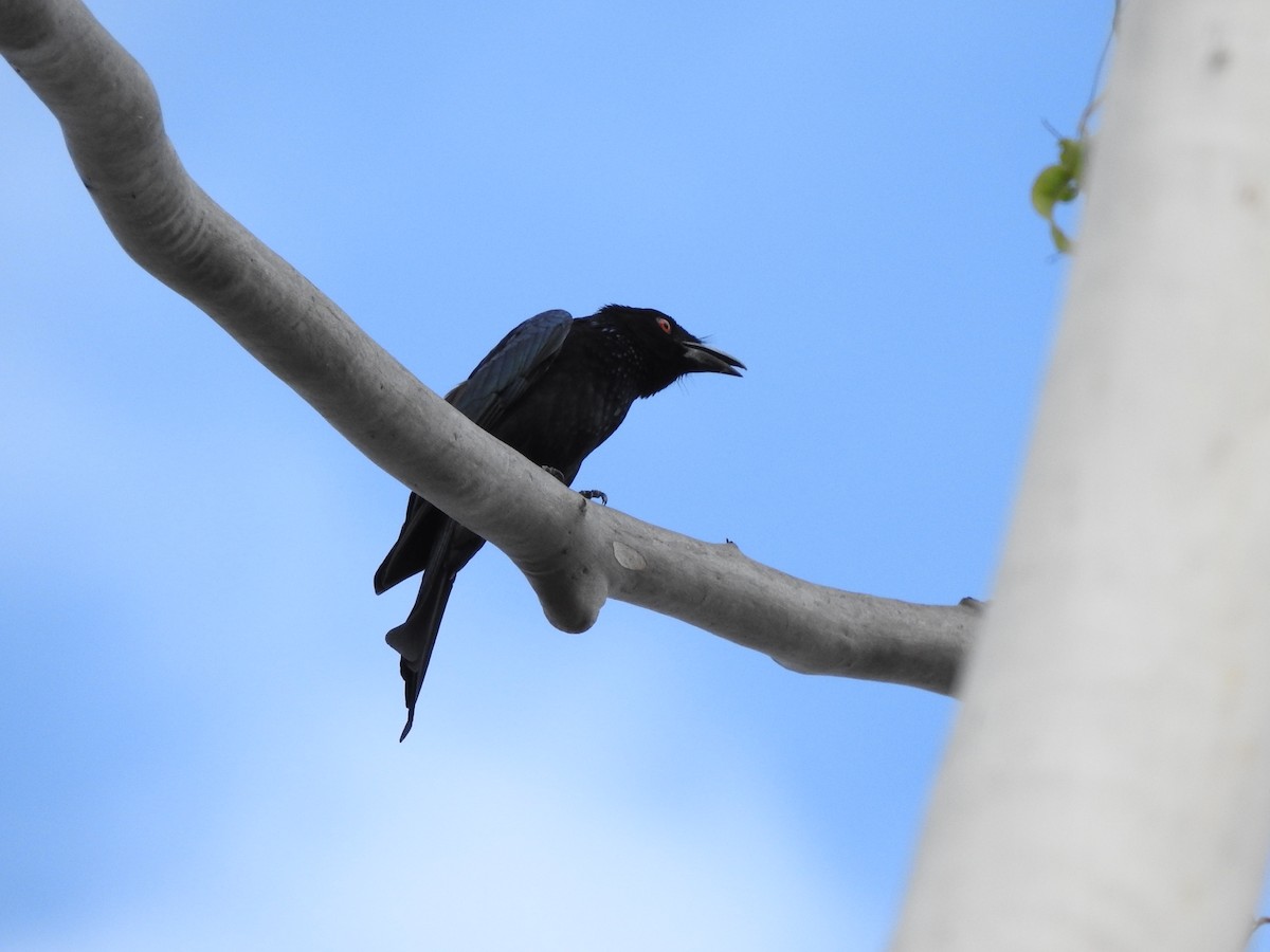 Spangled Drongo - ML272072851