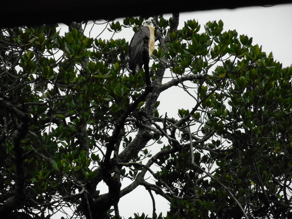 White-bellied Sea-Eagle - ML272079561