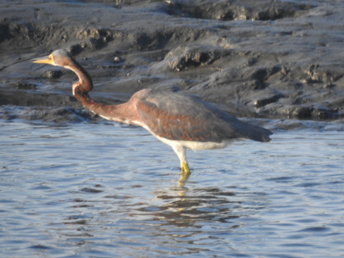 Tricolored Heron - ML272081241