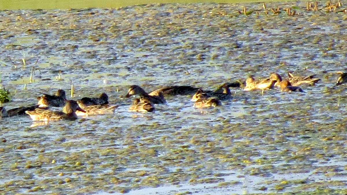 Blue-winged Teal - ML272083351