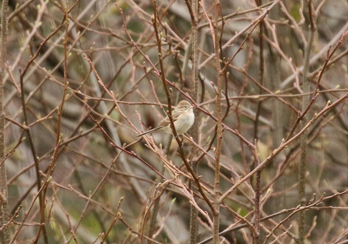 Brewer's Sparrow (taverneri) - Ben Limle