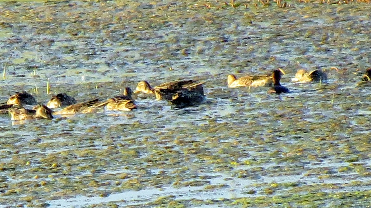 Blue-winged Teal - ML272083431