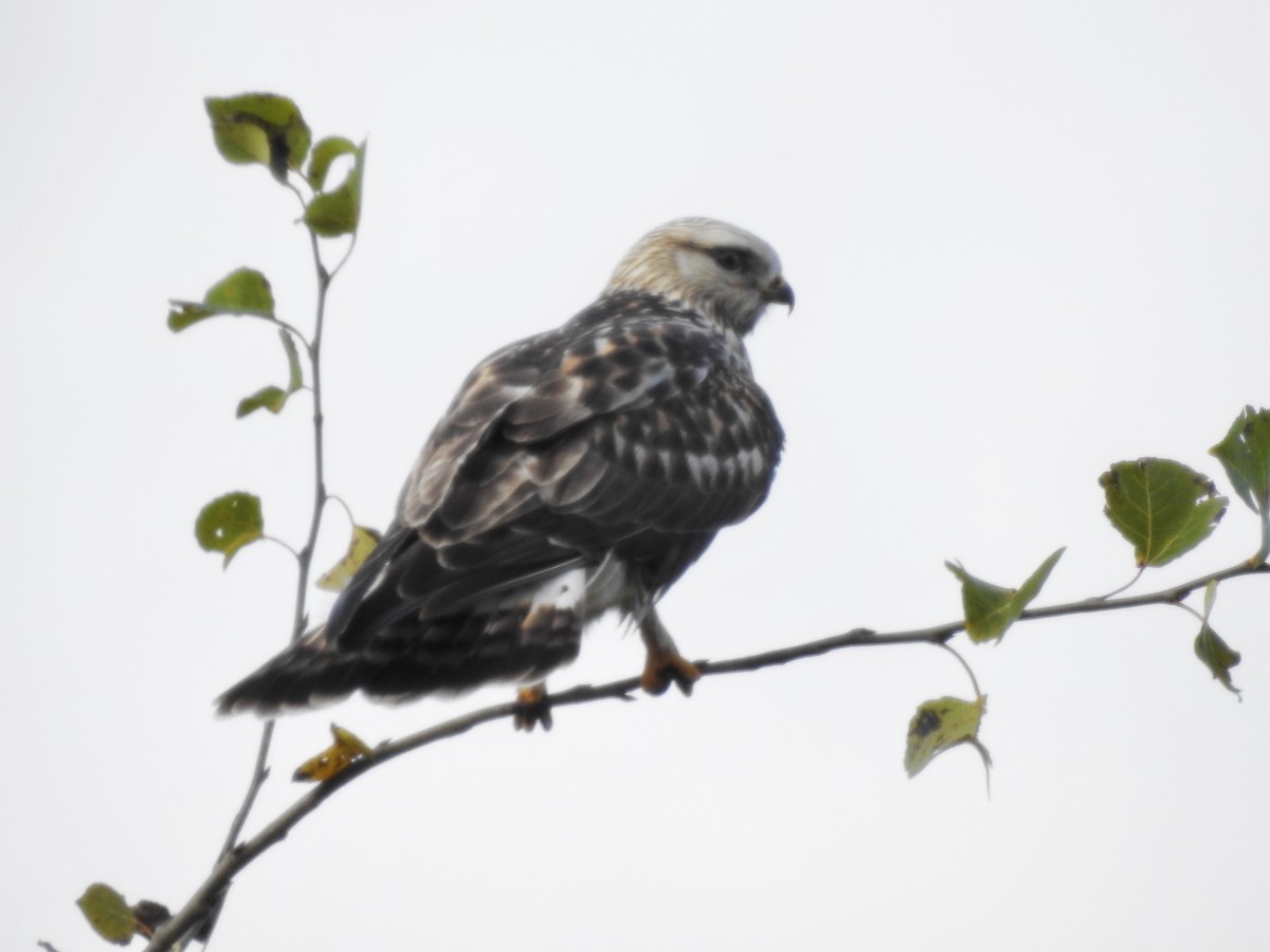 Rough-legged Hawk - ML272083491