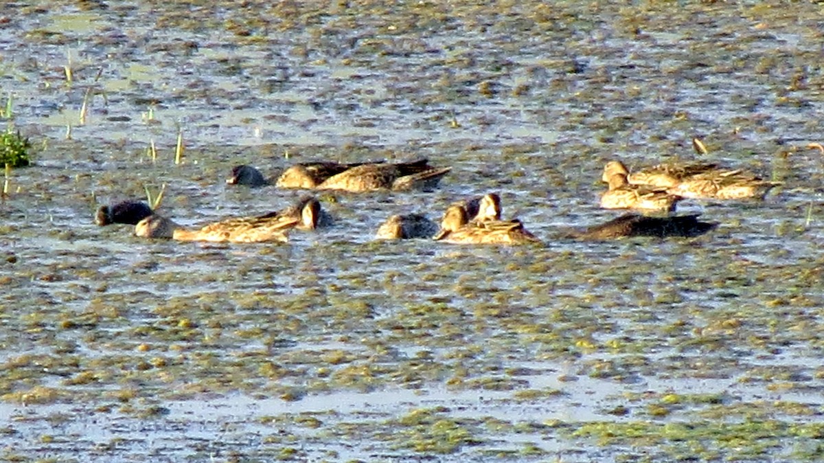 Blue-winged Teal - ML272083501