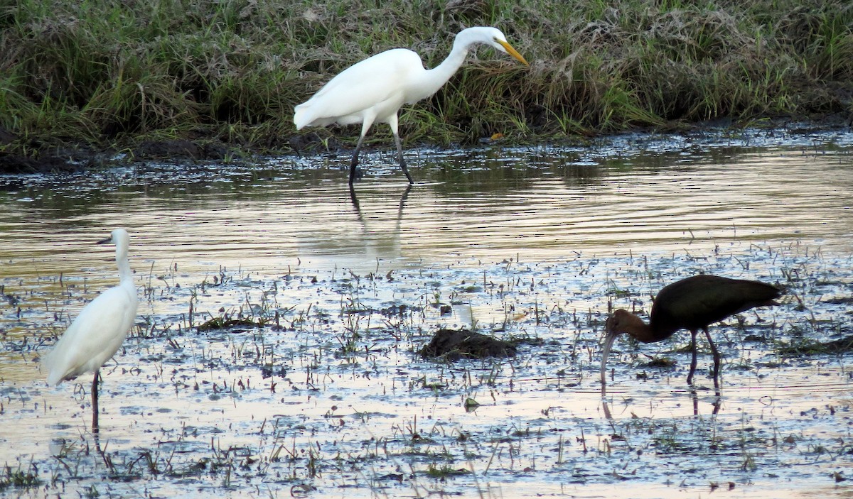 Snowy Egret - ML272083871