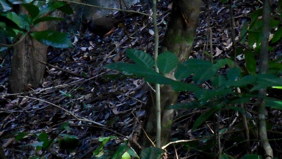 Orange-footed Megapode - ML272084261