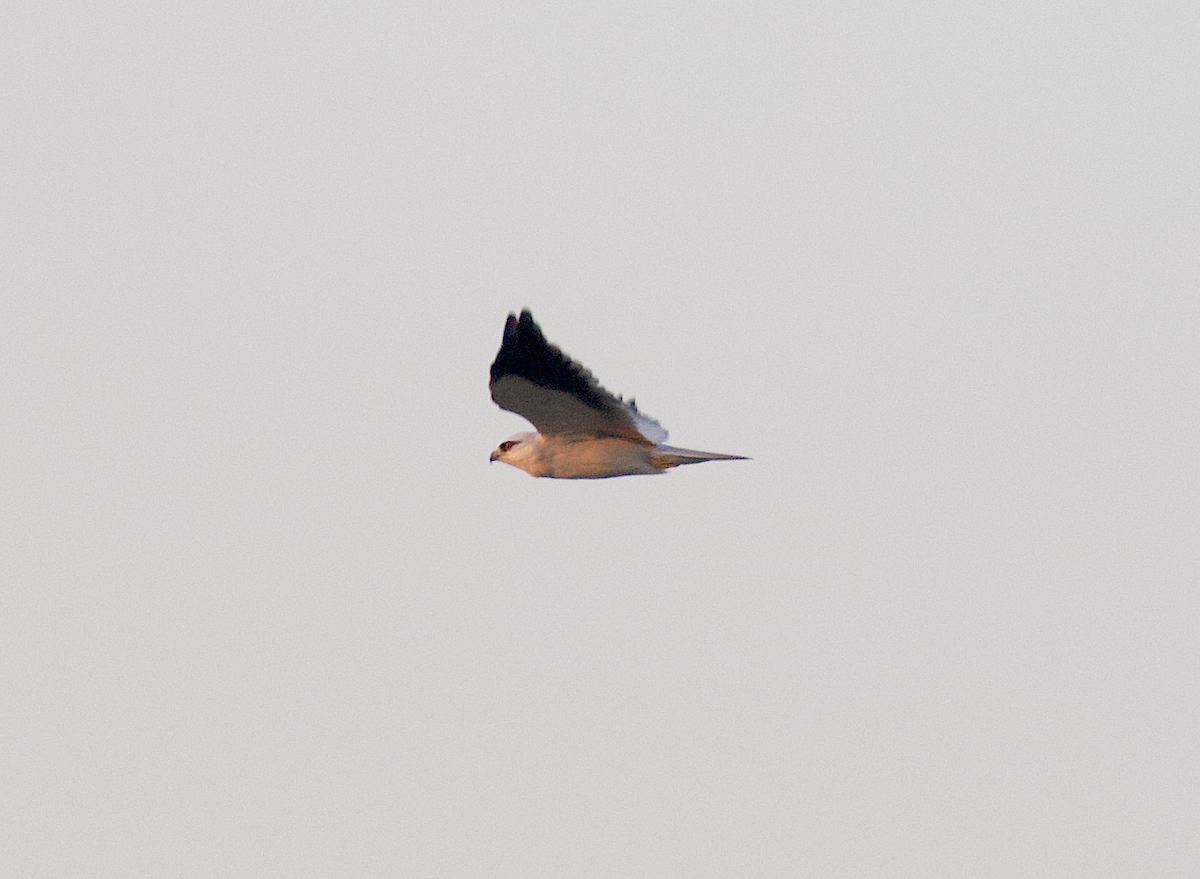 Black-winged Kite - ML272084821