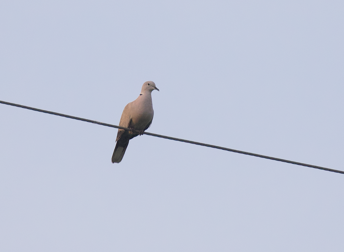 Eurasian Collared-Dove - ML272084831