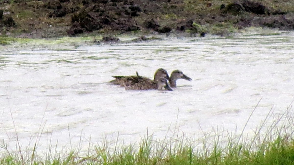 Blue-winged Teal - ML272084991