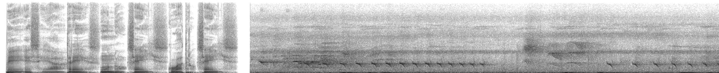 Black Antshrike - ML272086