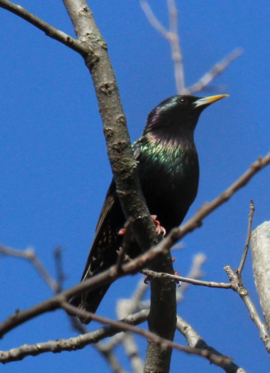 European Starling - ML27208601