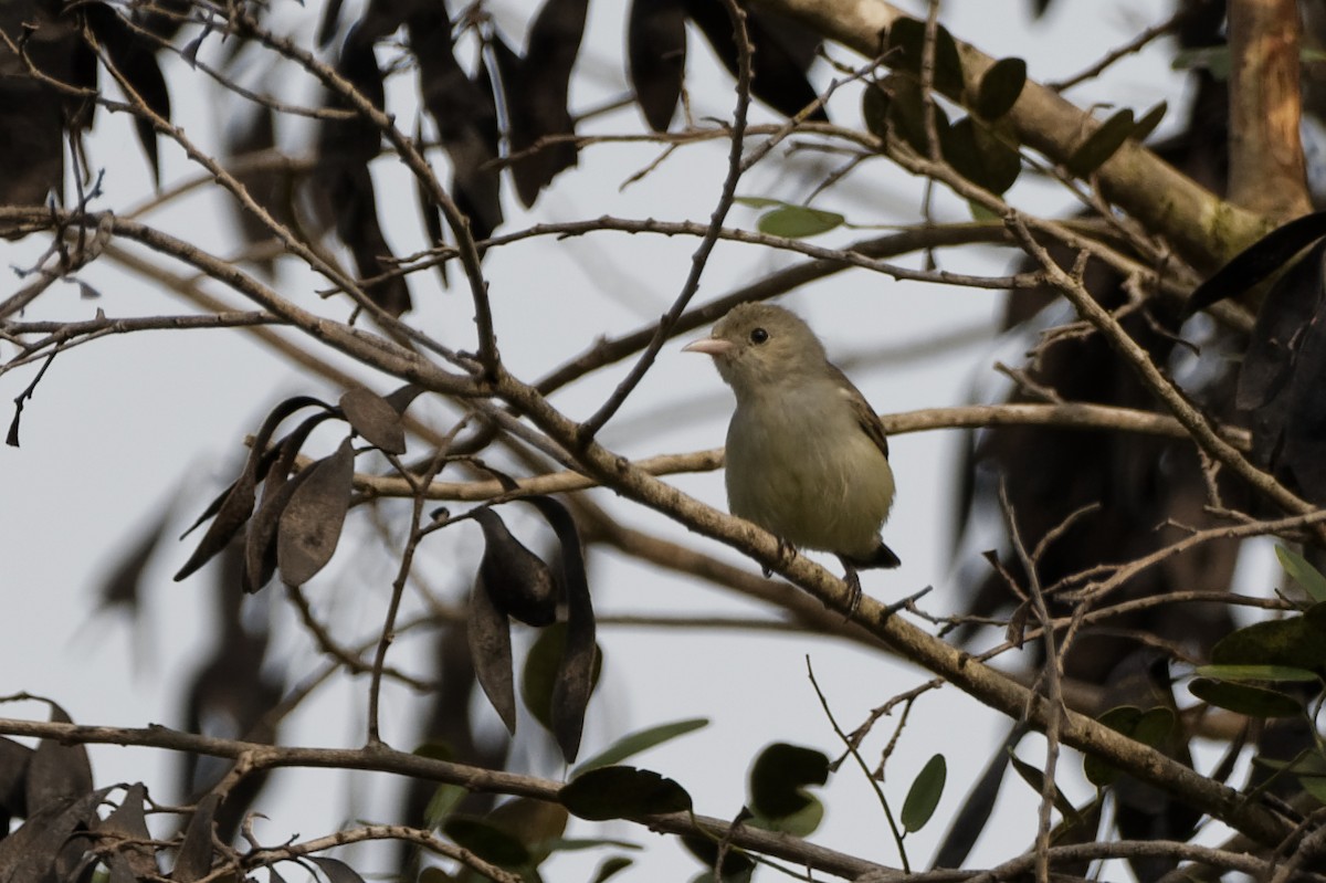 Pale-billed Flowerpecker - ML272087201