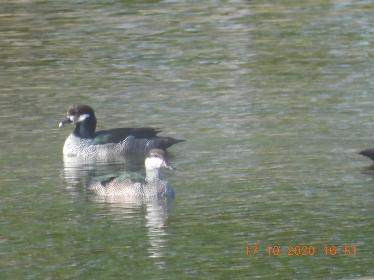 Green Pygmy-Goose - Trevor Oliver