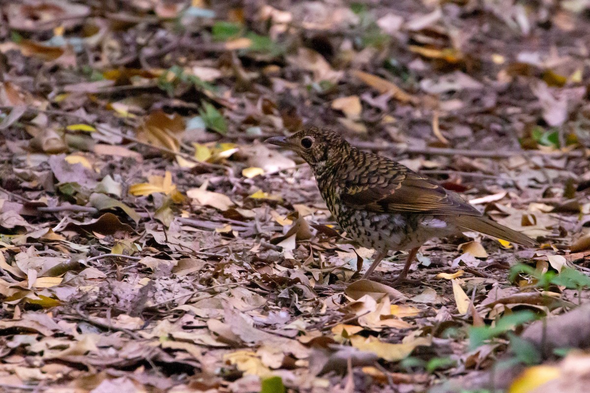 Bassian Thrush - ML272092041