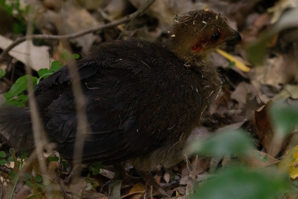Australian Brushturkey - ML272092091