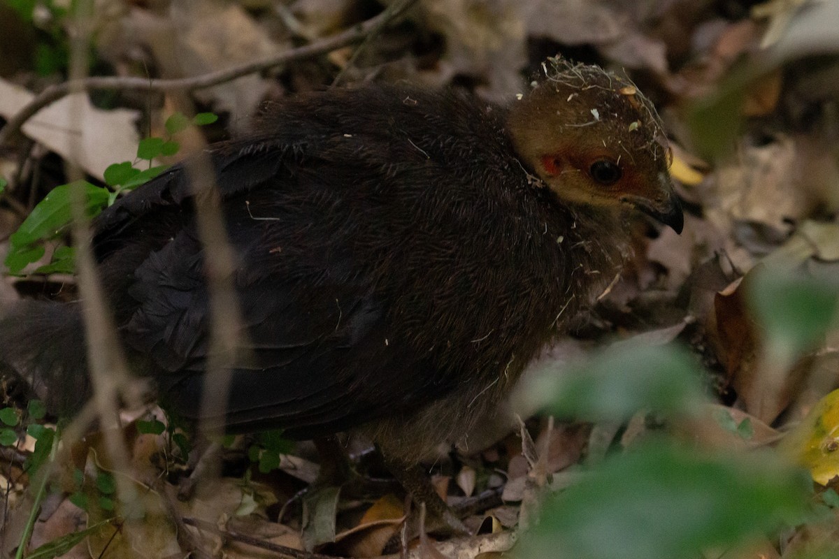 Australian Brushturkey - ML272092151