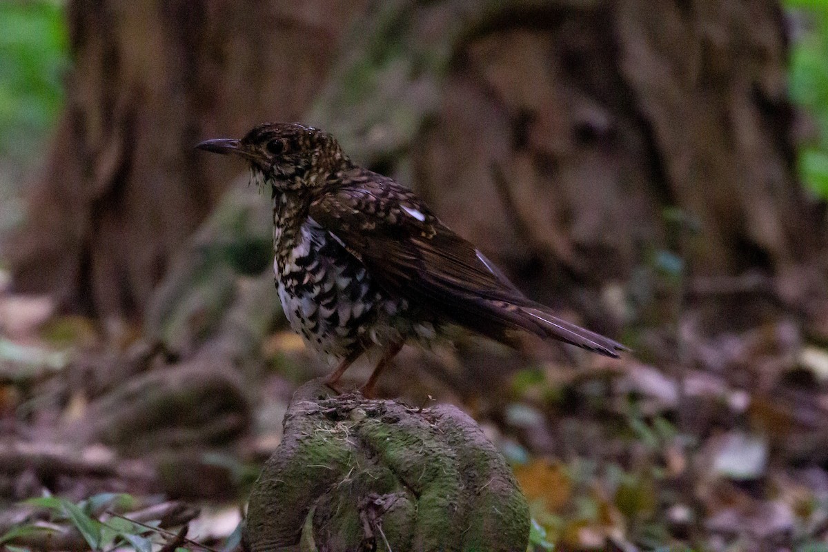 Bassian Thrush - ML272092161