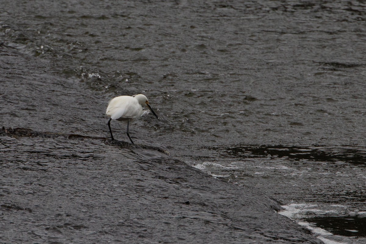 Little Egret - ML272093261