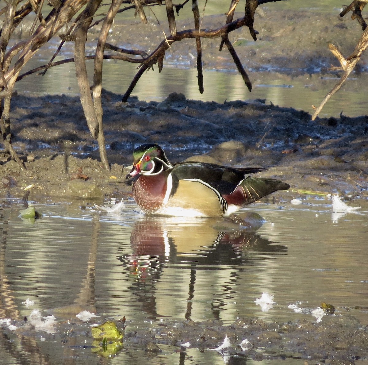 Wood Duck - Barb Matthews